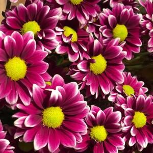 Meet your Posher, Carrie